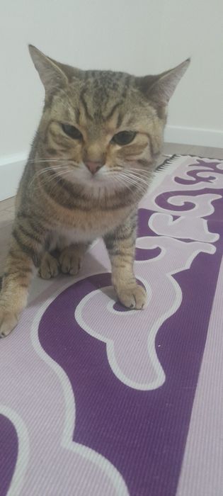 Отдам даром кота