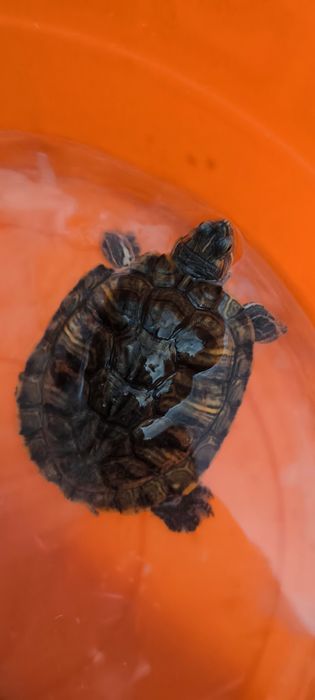 Qizilquloq toshbaqa. Красноухоя черепаха