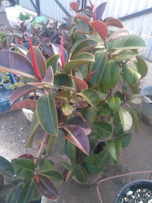 Комнатные цветы растения голландские фикусы ,замиокулькос