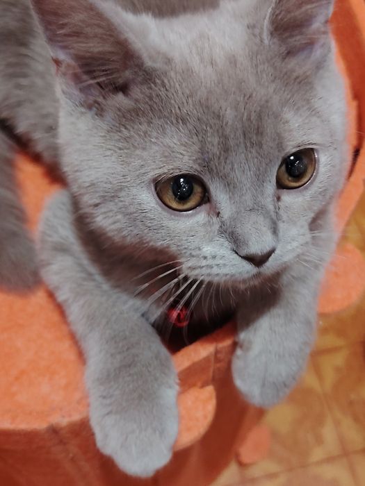 Селкирк Рекс серо голубая девочка