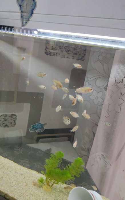 цихлазомы цихлиды фламинго и чернополосые мальки