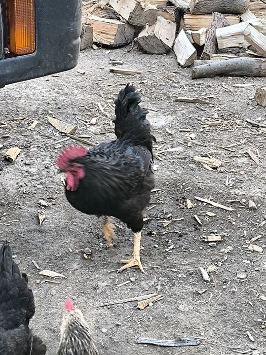 Домашние петухи продается