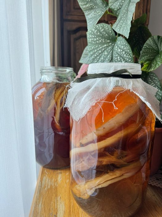 Ciupercă de Kombucha