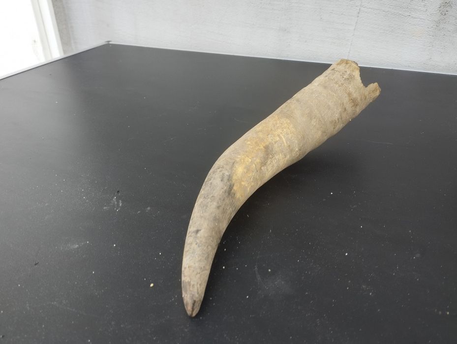 Чифт биволски рога