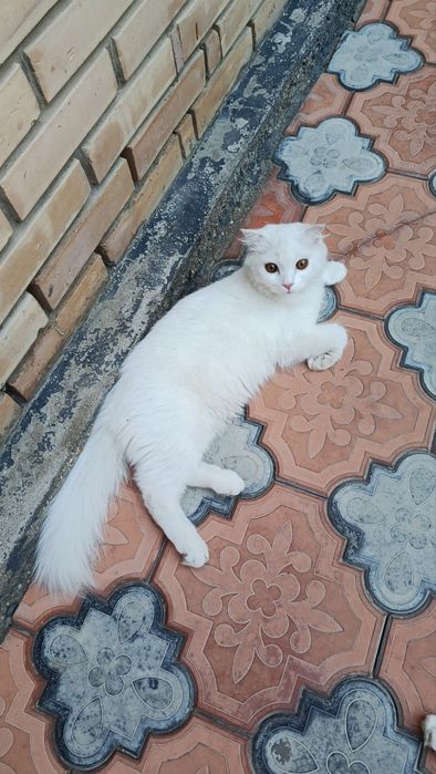 Мушук сотиладиии
