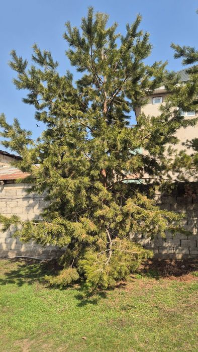 Две сосны. Можно по отдельности