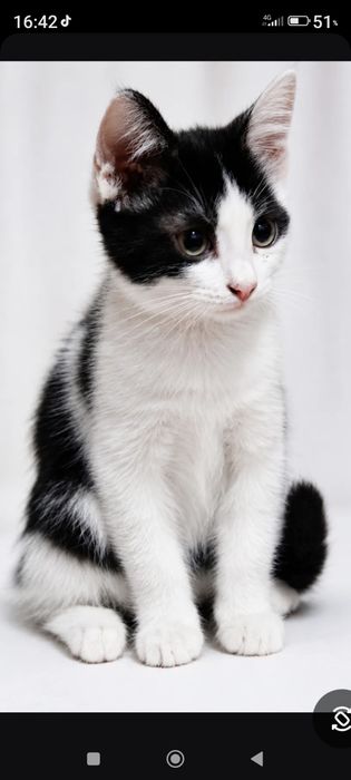 Отдам котенка в хорошие руки