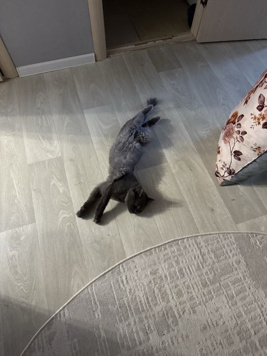 Отдам кошку в хорошие руки