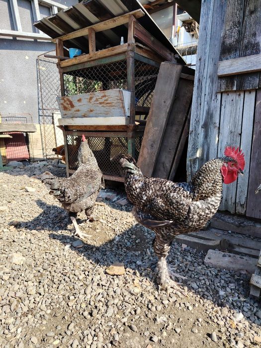 3 cocoși plymouth