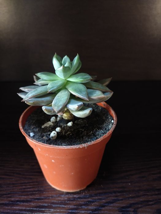 Срочно продаётся Каменная роза