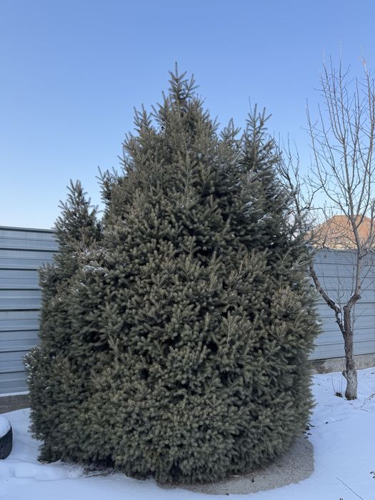 Пордам пушистый Ёлка 3,5 метра