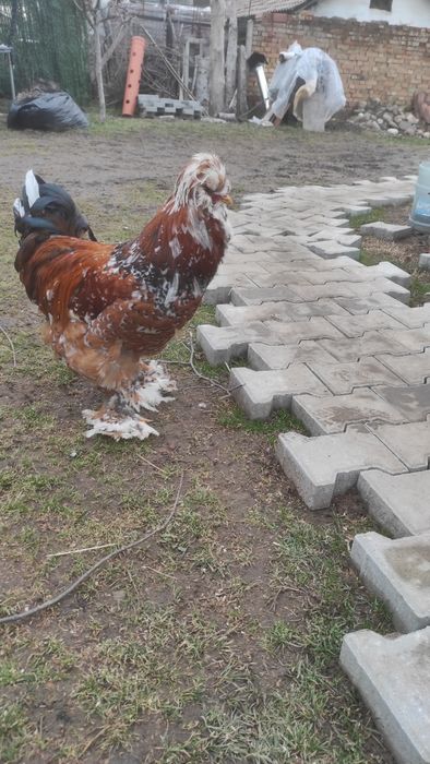 Петли струмски стандарт