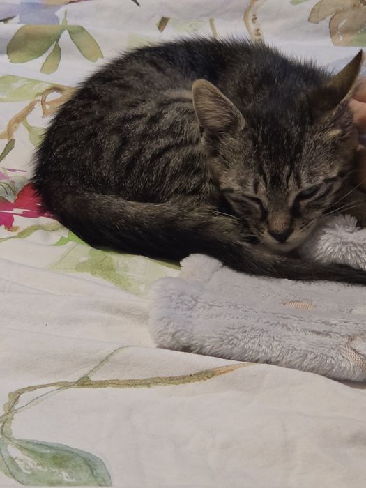 Женска котка на 3м.