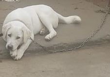 Щенок Лабладор