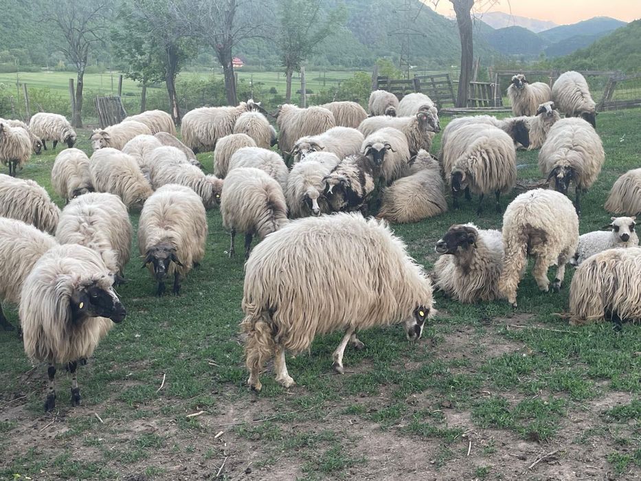 Oi și miei de vânzare