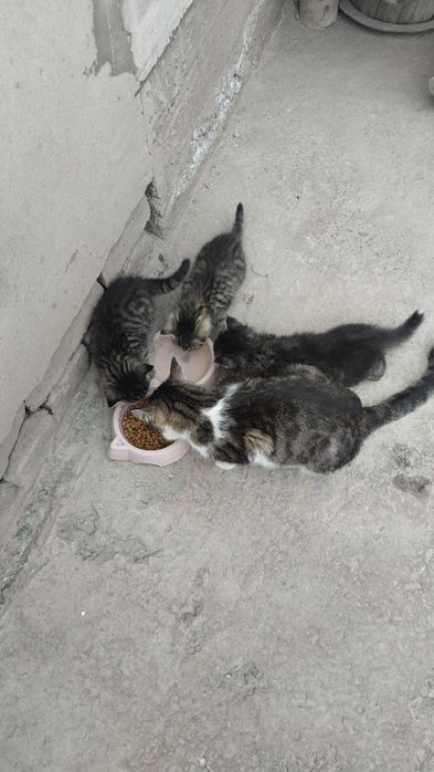 Катята Мушукчалар