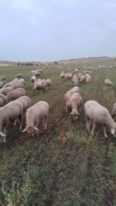 Vind 200 de oi merinos de Palas