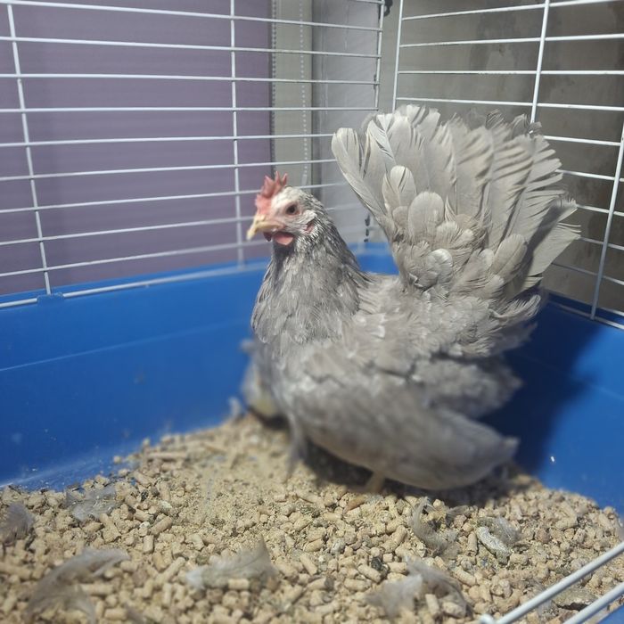 Курочка с цыплятами