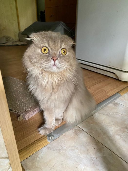 Отдам кота в добрые руки