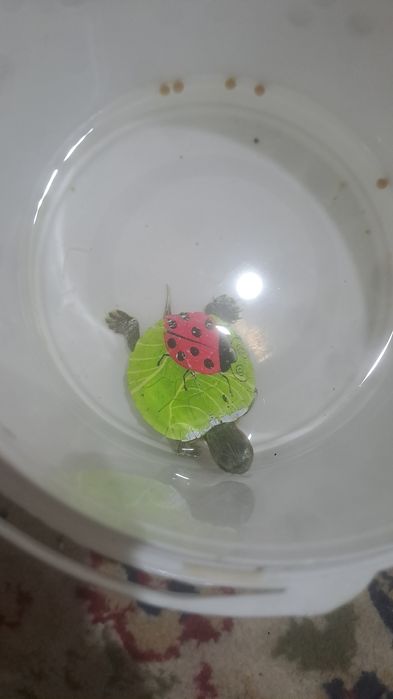 Продается черепаха красивый