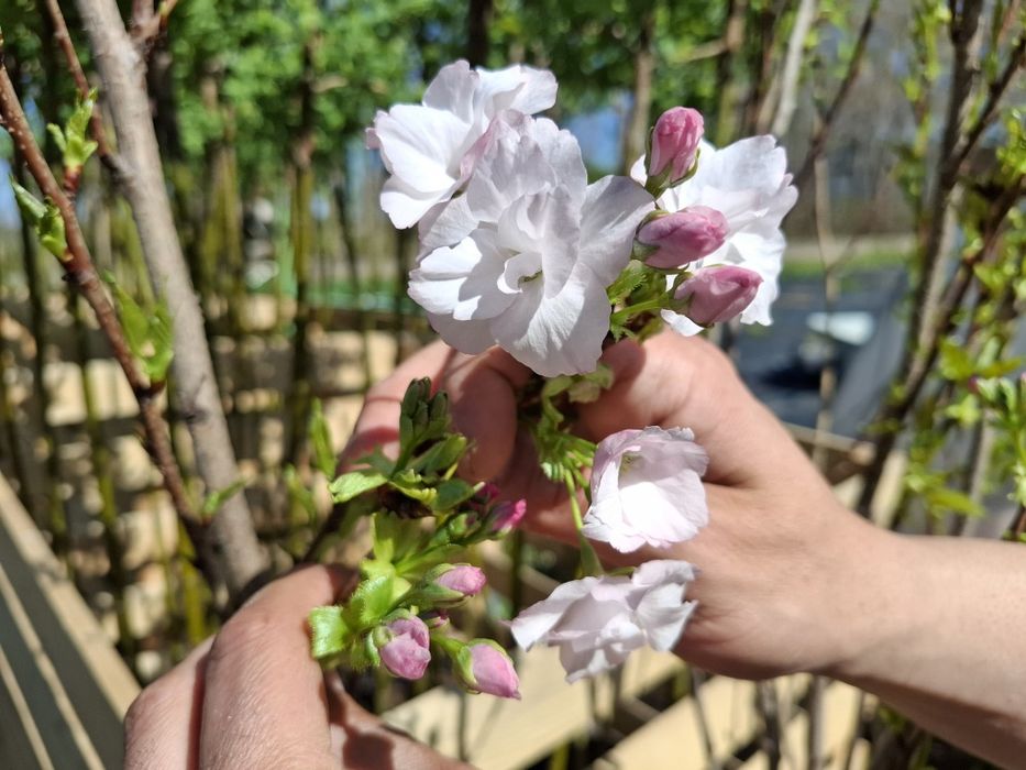 Японска вишна amonagawa