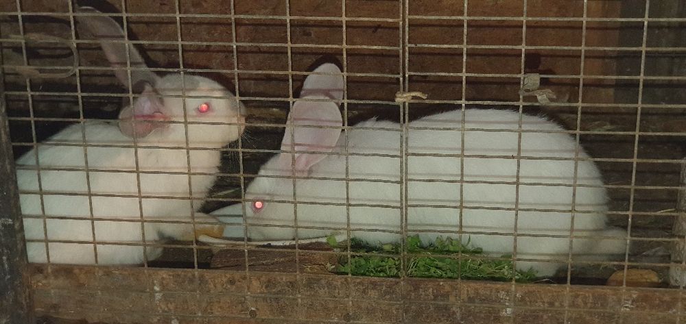 Кролики породы великан