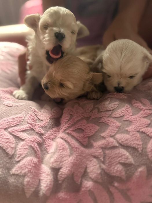 Щенки Мальтипу продажа