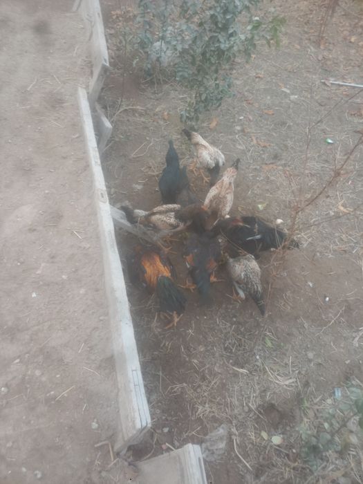 Kulangli toviqlar bor sotiladi