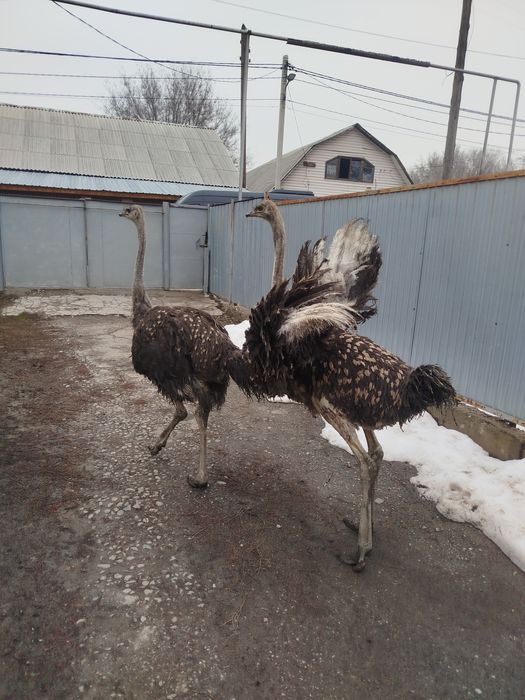 Страусы африканские можно обмен