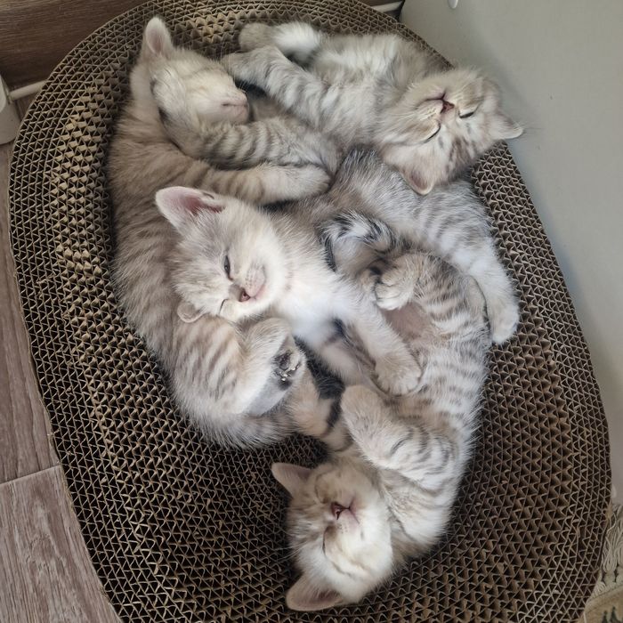 Котята котята котята
