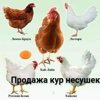 Куры несушки Леггорн