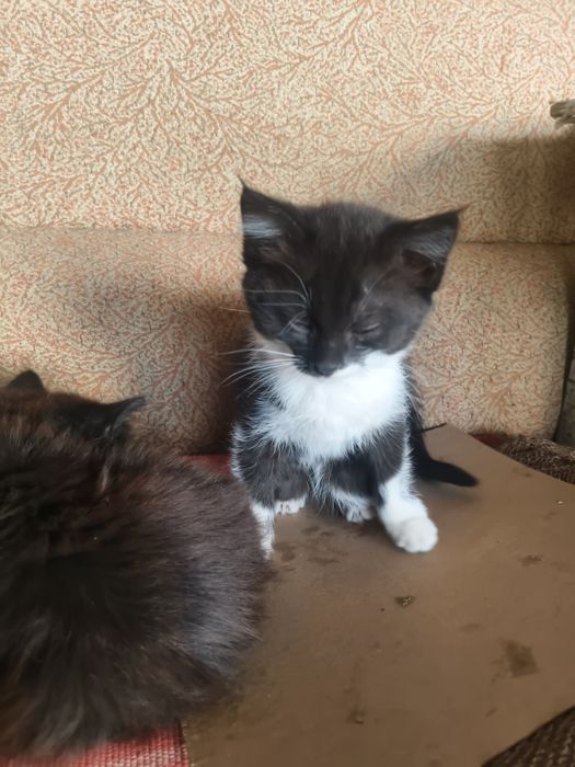 Котят  месячных подарим