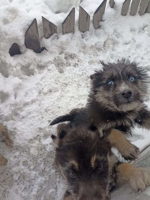 Щенята СРОЧНО ищут новый дом