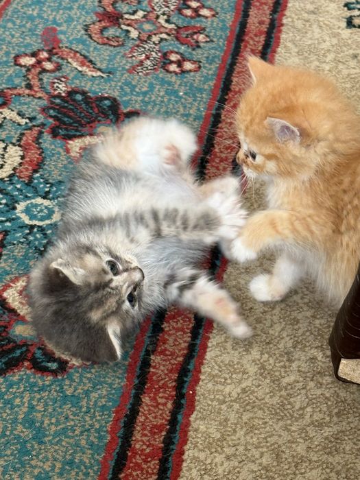 Отдам котят в добрые руки