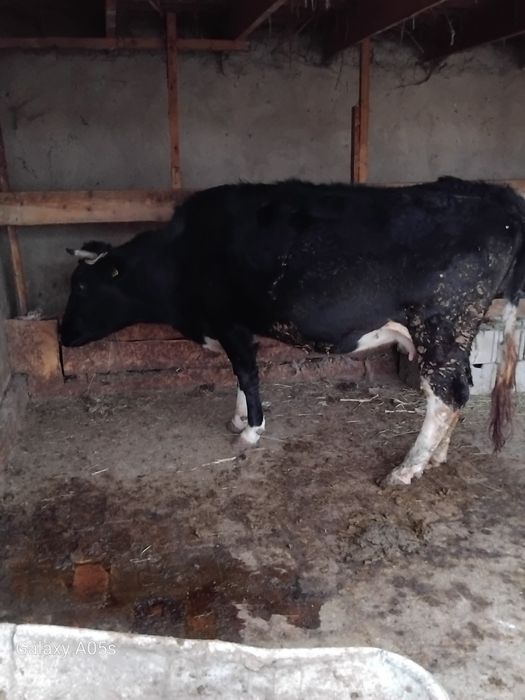 Буаз сиыр сатылады