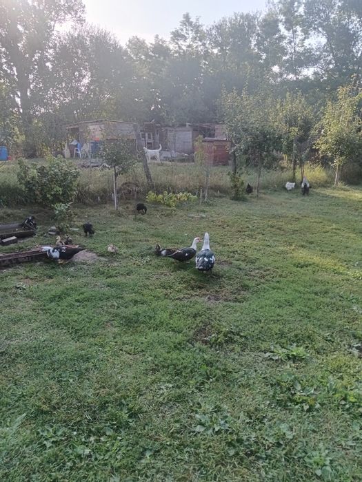 Vând Două Rațe.un Rățoi.Doi Boboci de două luni