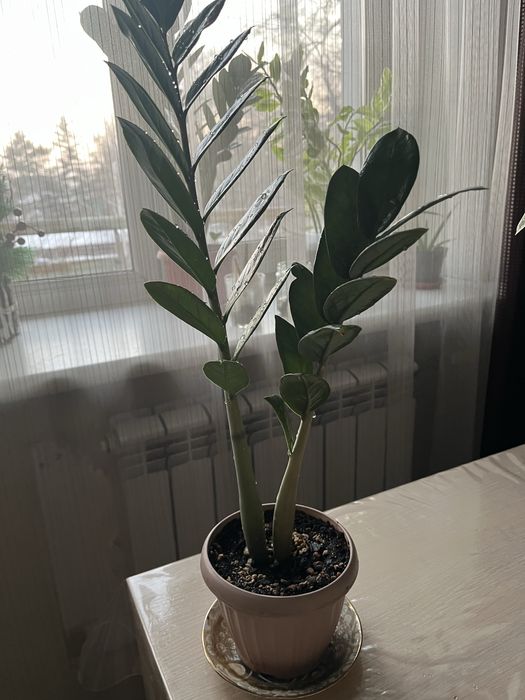 Продам цветок Замиокулькас