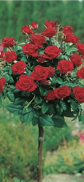 Nuci Chandler Paulownia Ciresi Alun  Mar Prun Aronia Kaki Rodiu Liliac