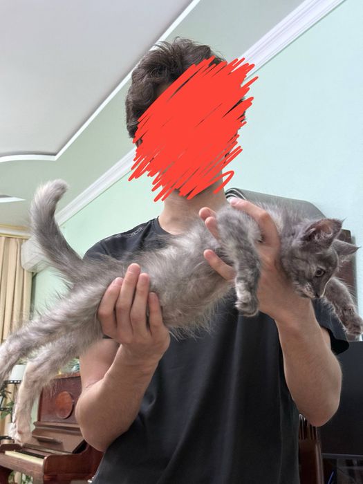 Кошечка мейн кун