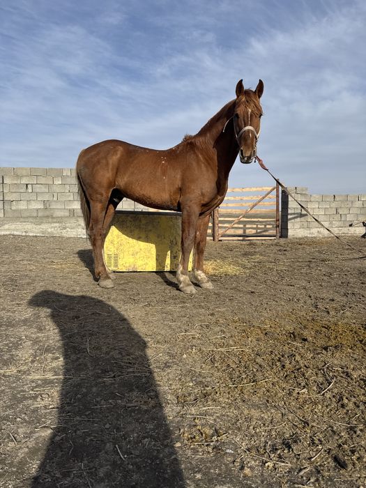 Қаршыға көкпар жылқы сатылады