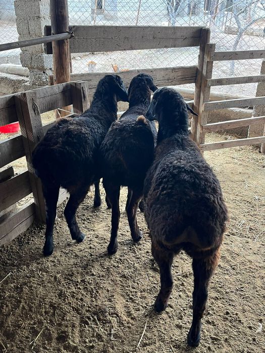 Семіз   қойлар . .