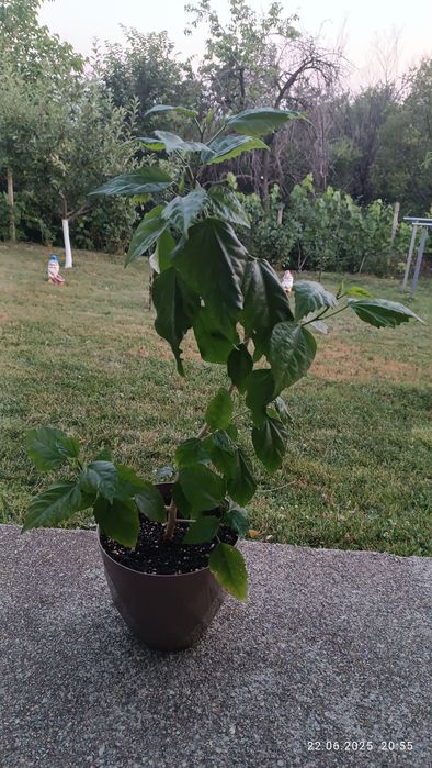 Китайска    роза