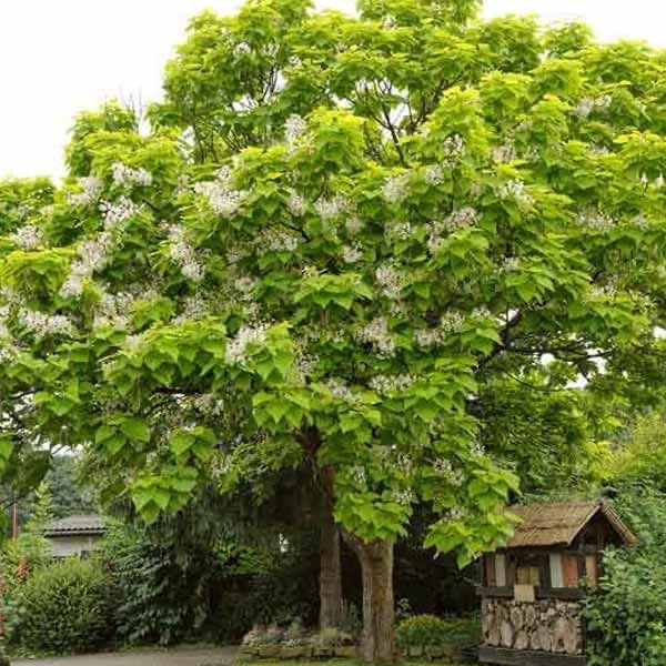 Катальпа.Саженцы