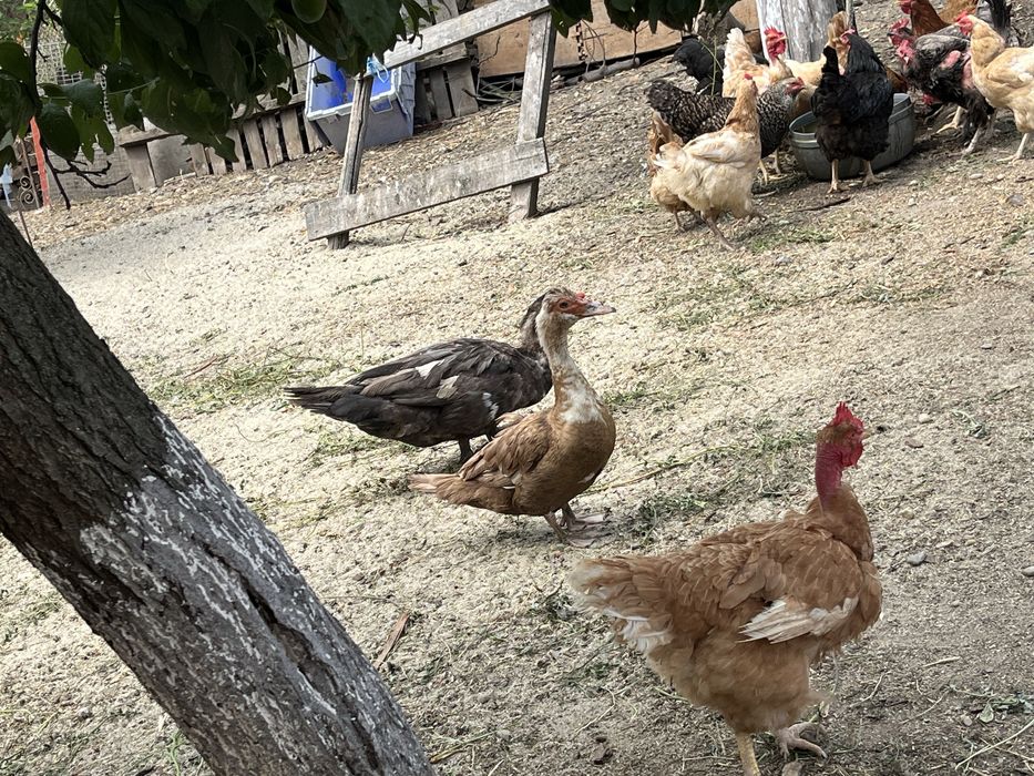 Rate lesesti colorate / mute