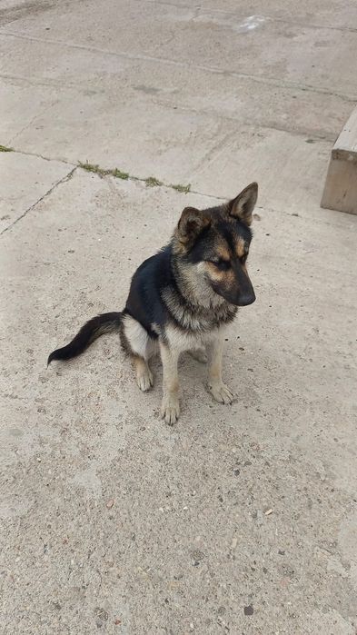 Вязка собака порода ВЕО