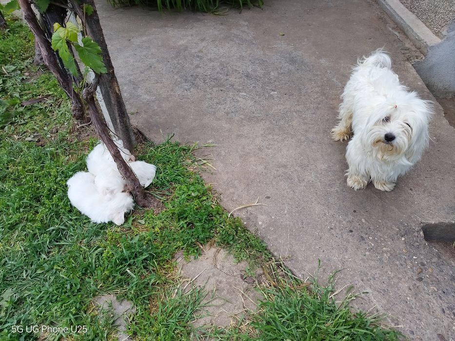 Малтийска болонка - малки пухени сладурчета