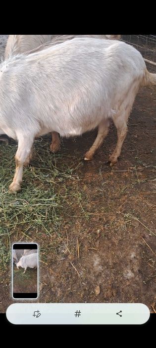 Vand sau schimb 8 capre gestante depuse de fătare