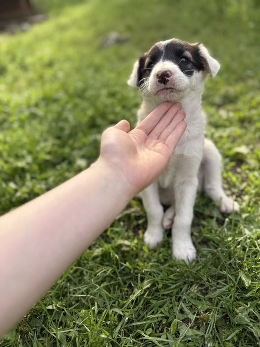 Щенки, дворняжки