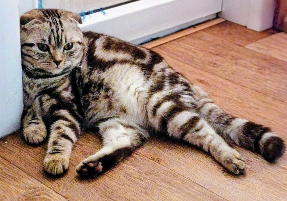 Продам котят  шотландского котёнка скоттиш фолд