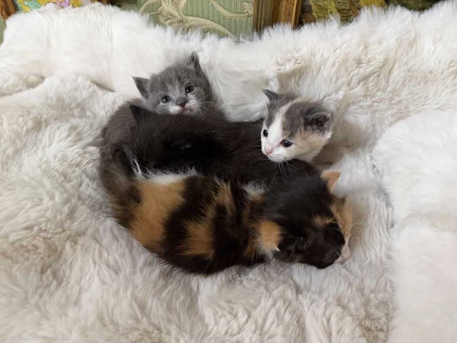 Отдам котят бесплатно